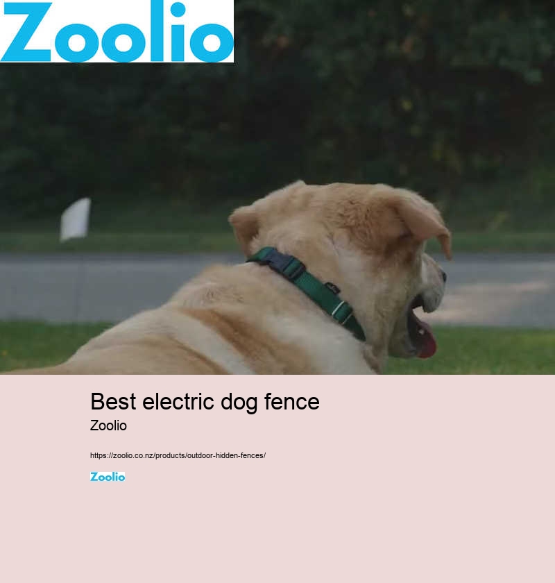 best electric dog fence