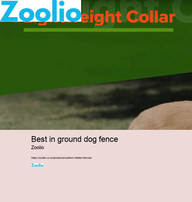 best in ground dog fence