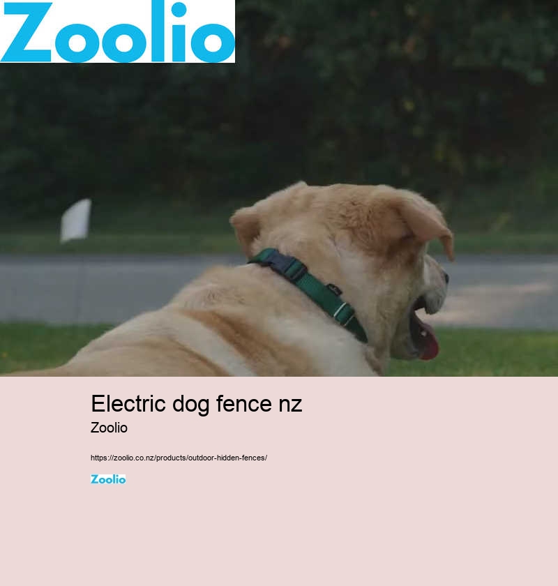 electric dog fence nz